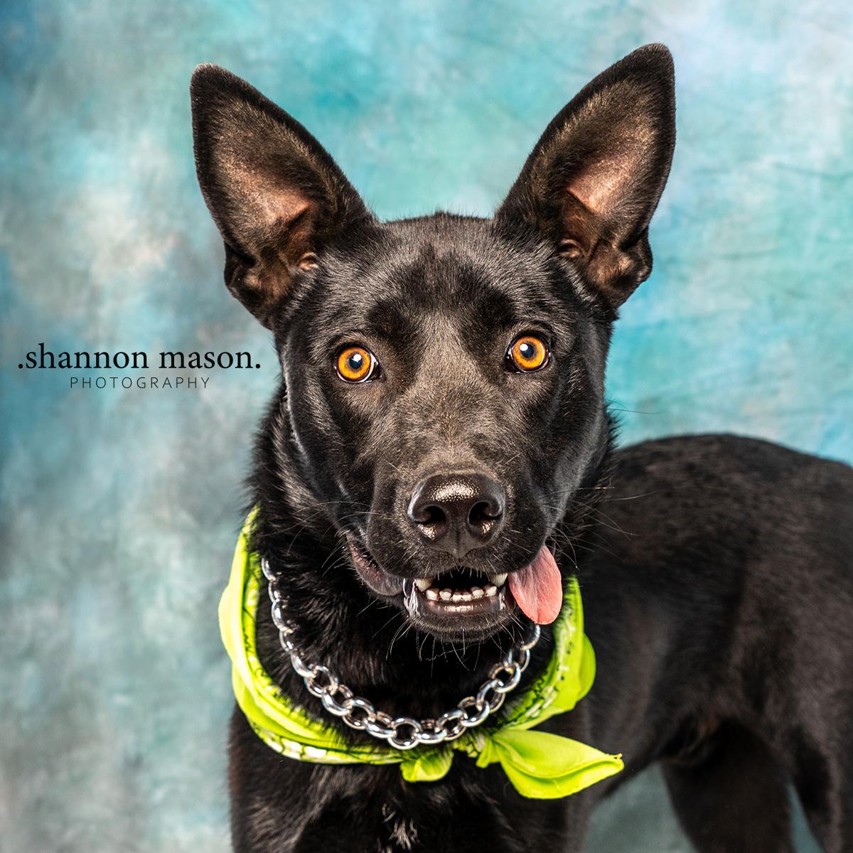 Remi, Young Male unknown
