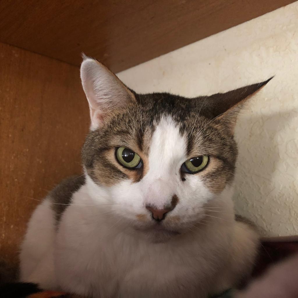 Enlarge Calvin, a Adoptable Domestic Short Hair in Tucson, AZ image 1/4