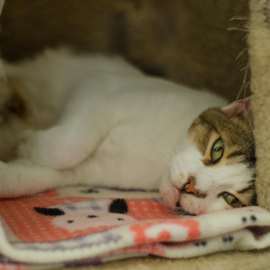 Calvin — thumbnail 2