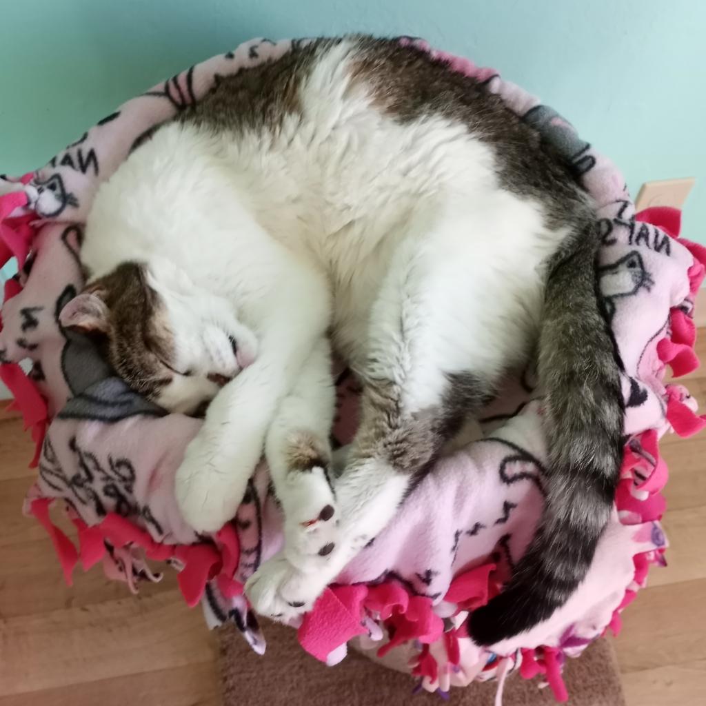 Calvin — thumbnail 3