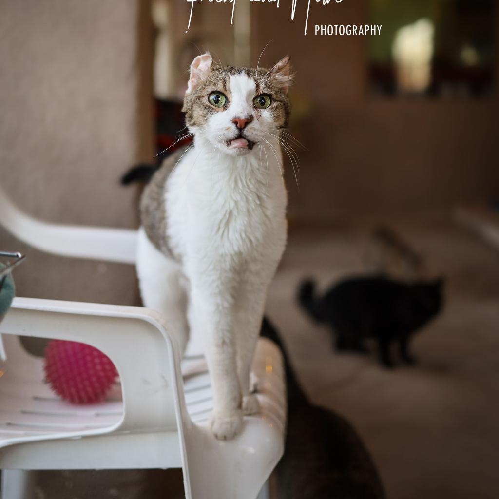 Enlarge Calvin, a Adoptable Domestic Short Hair in Tucson, AZ image 4/4