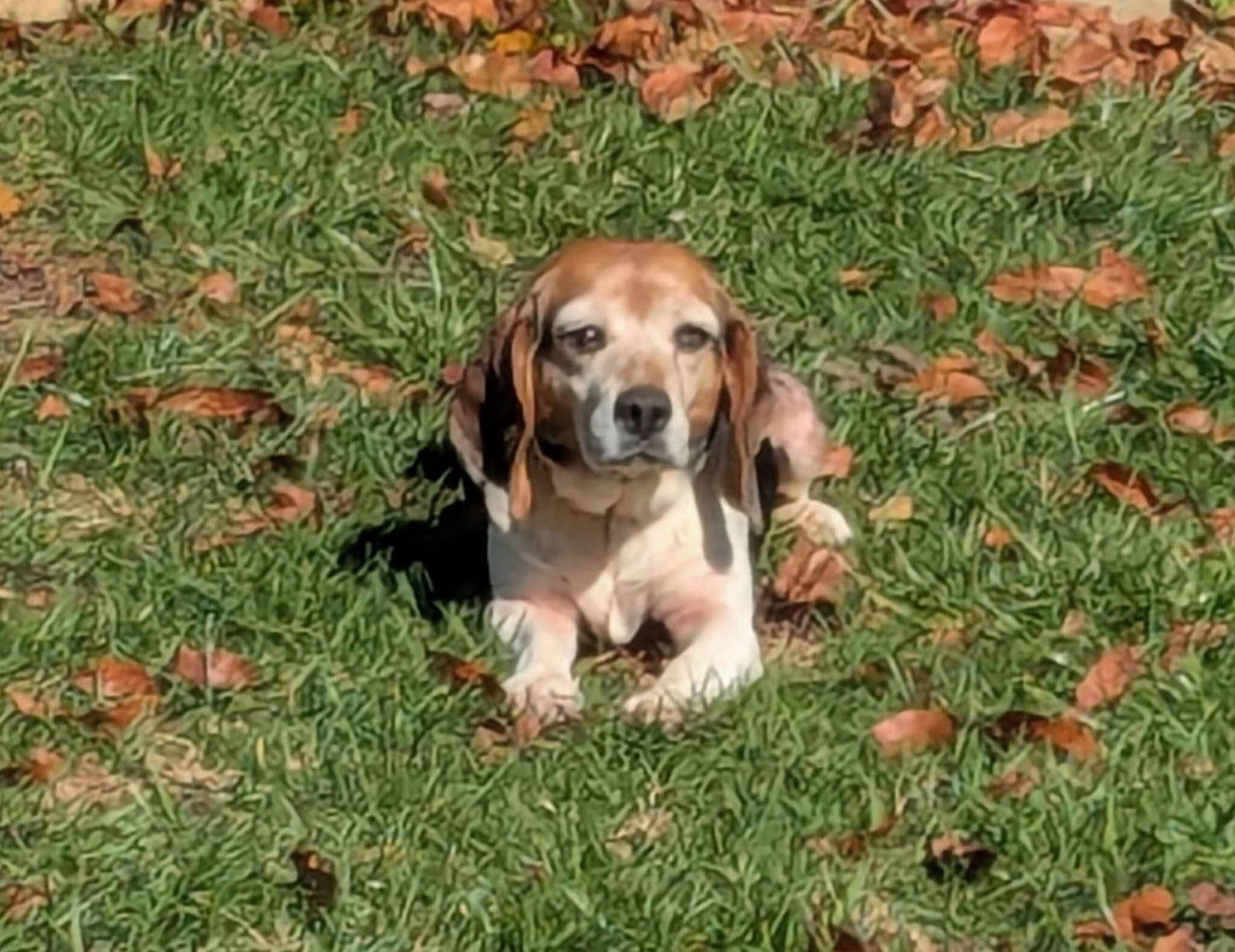 Millie: Not at shelter (Harmony), Adopted, Adult Female Beagle.