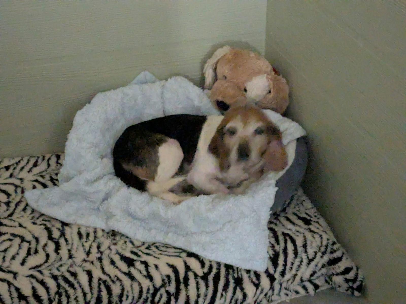 Enlarge Millie: Not at shelter (Harmony), a Adopted Beagle in Rustburg, VA image 2/3