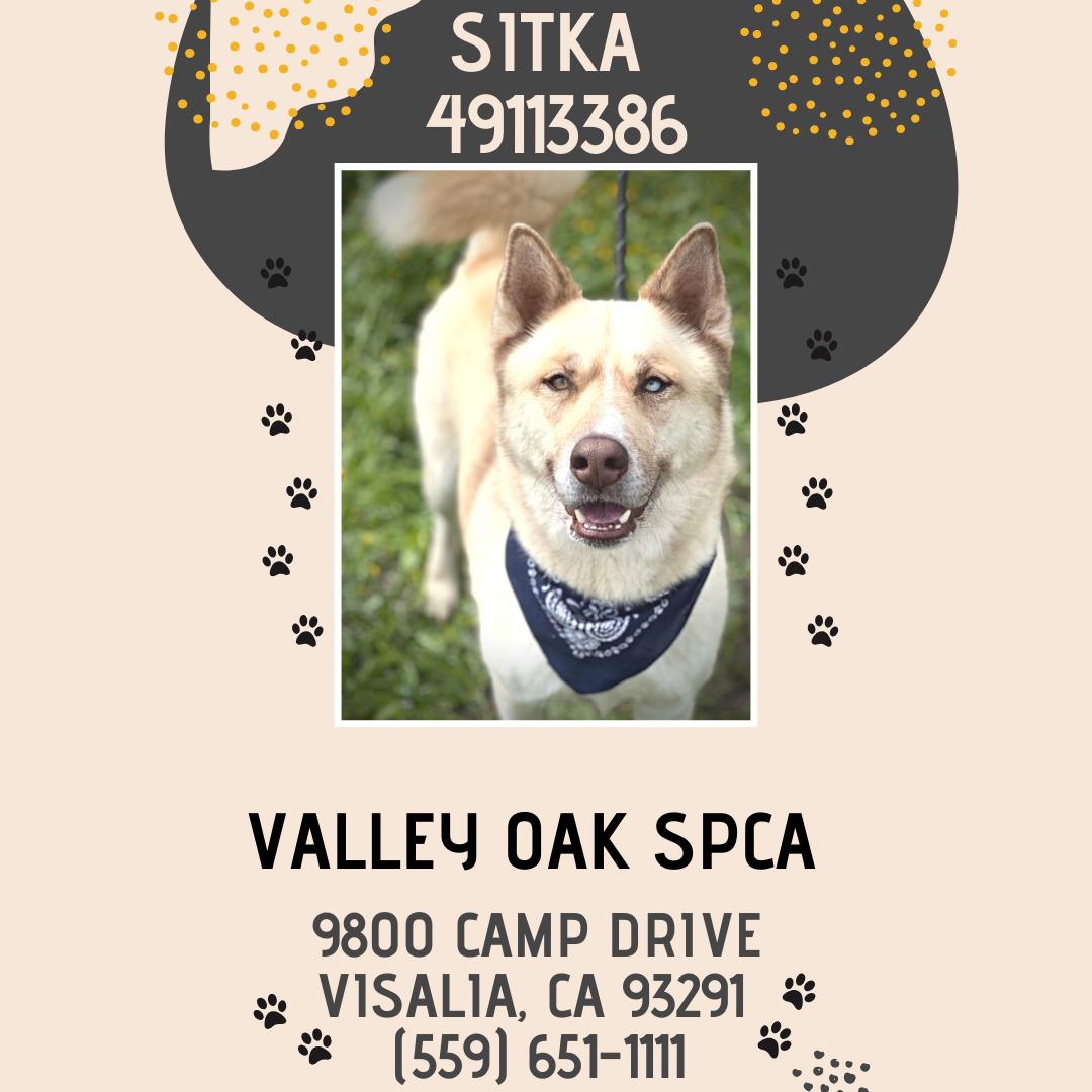 Enlarge **Sitka**, a Adoptable mixed breed in Romoland, CA image 2/5