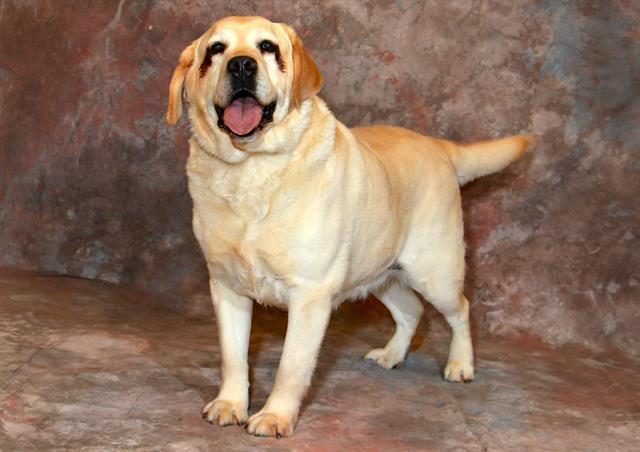 PEANUT — thumbnail 2