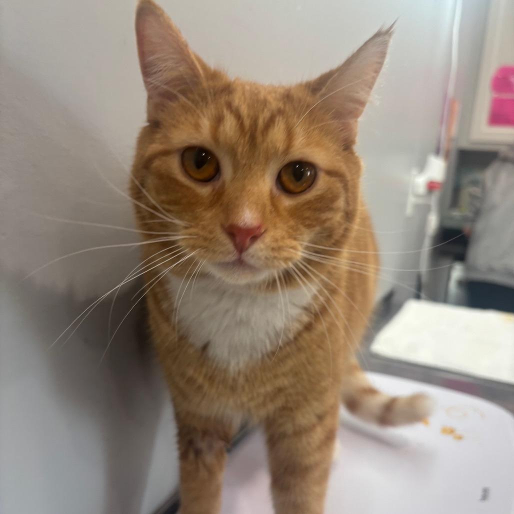 Sweet Potato, Adoptable, Adult Male Domestic Short Hair.