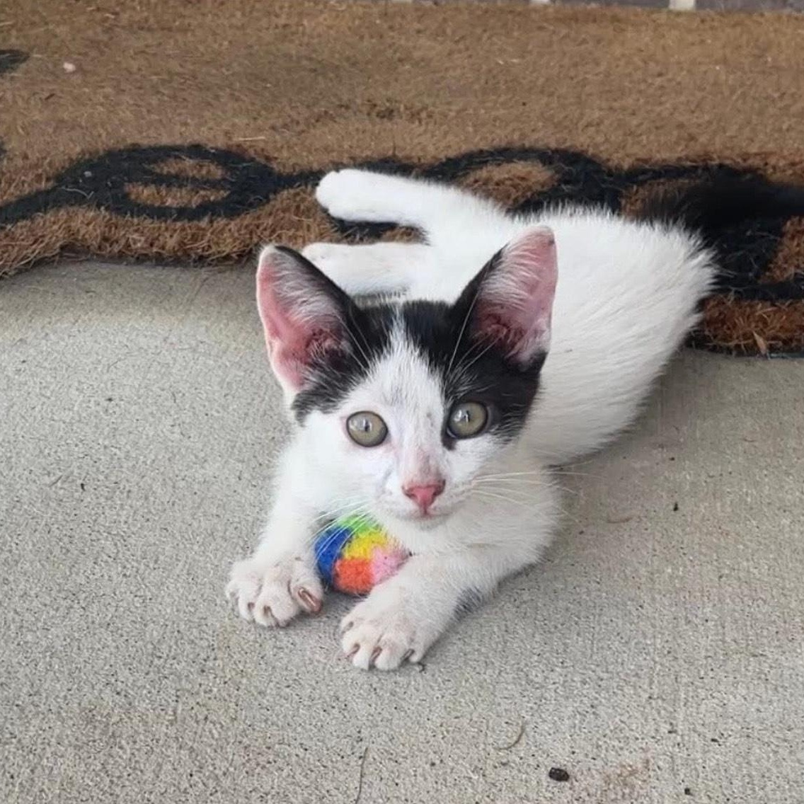 Tootsie, Baby Female unknown