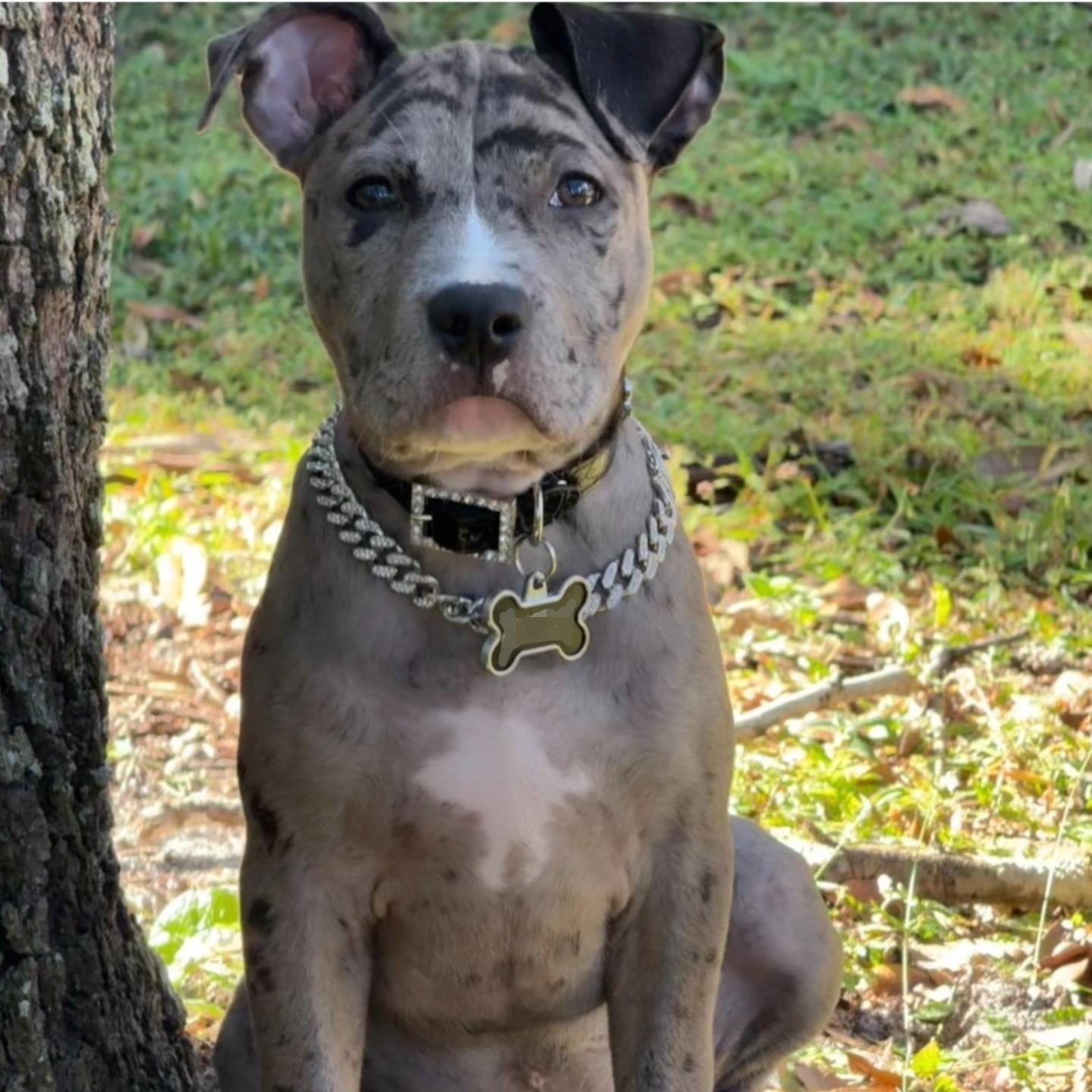 Reign, ADOPTABLE, Puppy Female Mixed Breed.