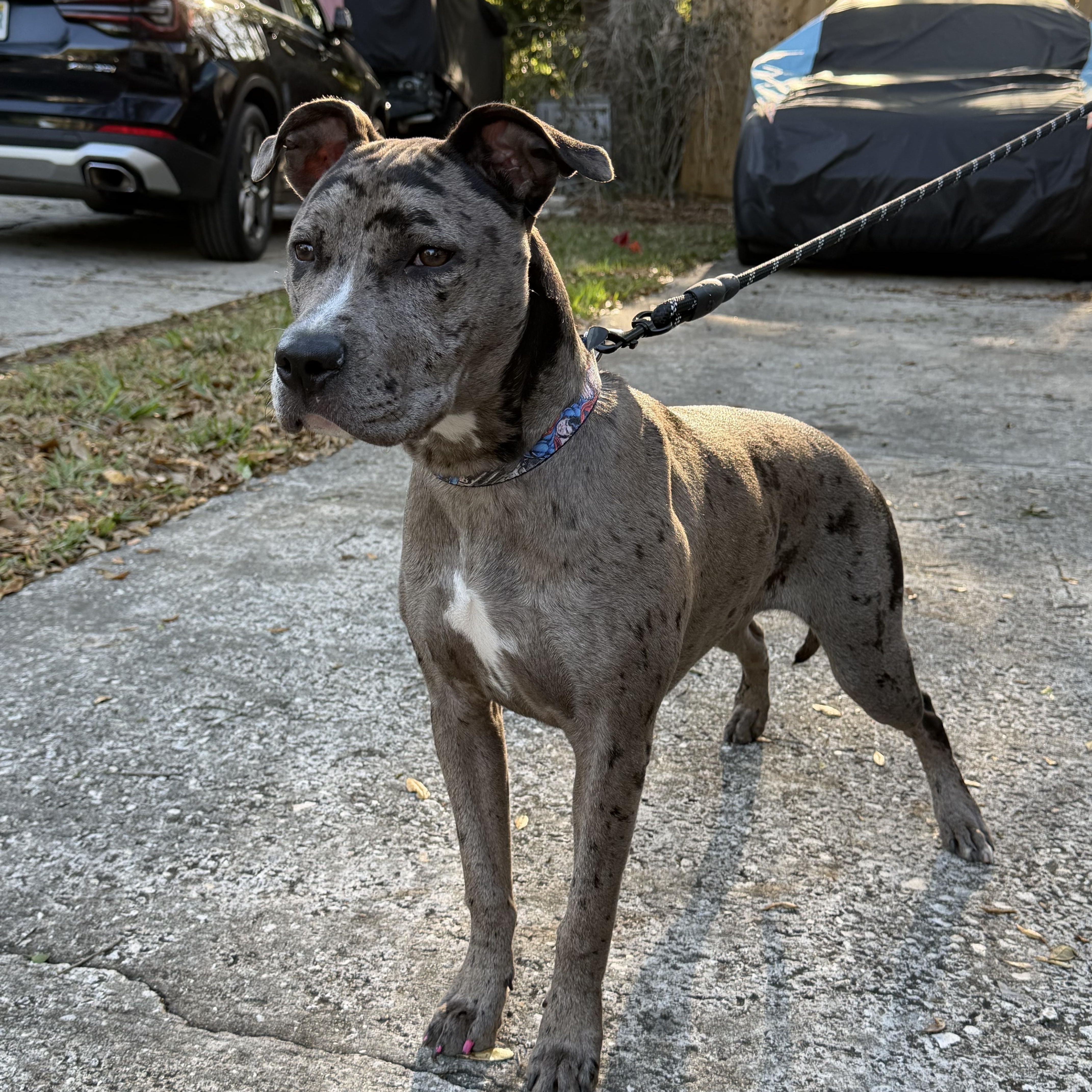 Reign, a ADOPTABLE mixed breed in Orlando, FL image 2/2