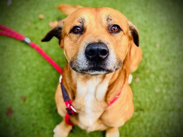 TAIKI, Adoptable, Adult Male Labrador Retriever & Mixed Breed.