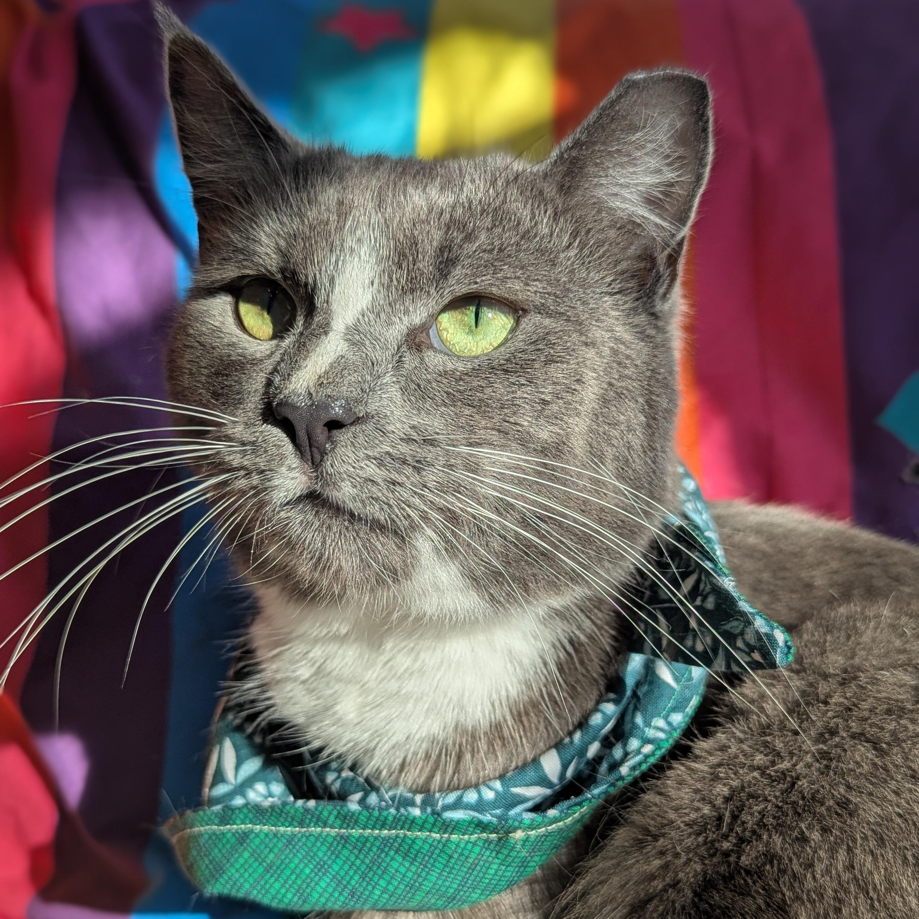 Enlarge Iggy (Certified People Cat), a Adoptable mixed breed in Decatur, GA image 3/6