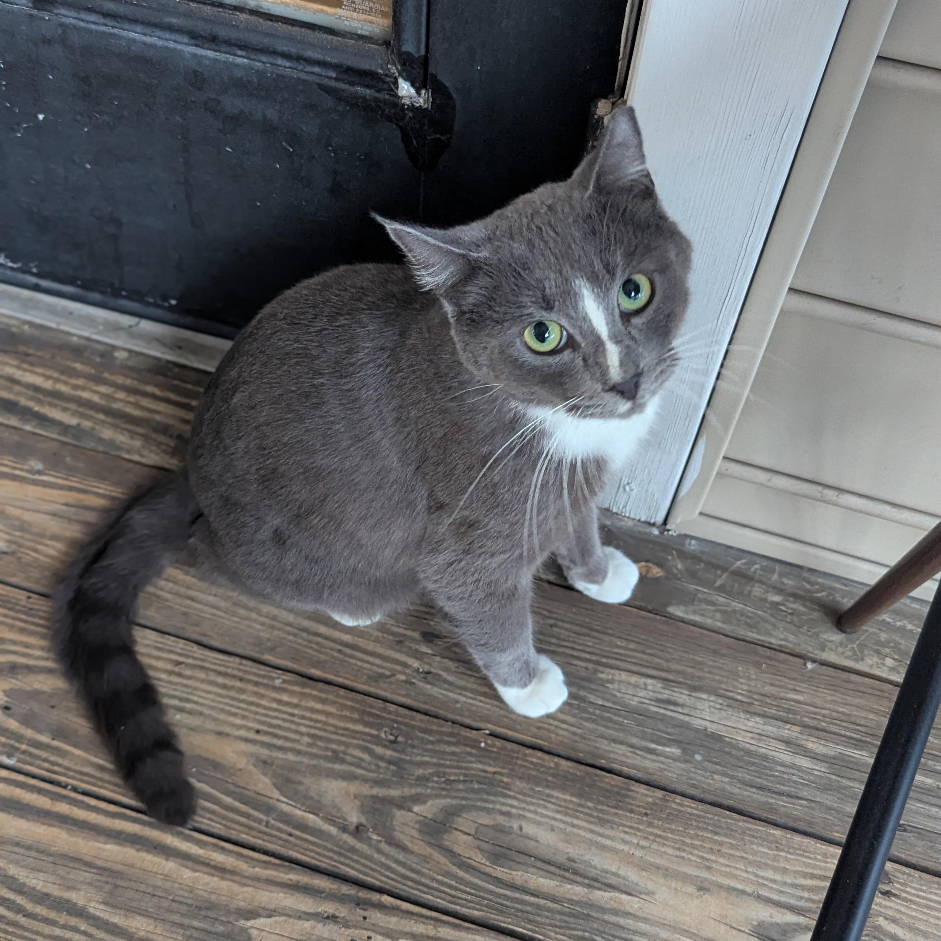 Enlarge Iggy (Certified People Cat), a Adoptable mixed breed in Decatur, GA image 5/6