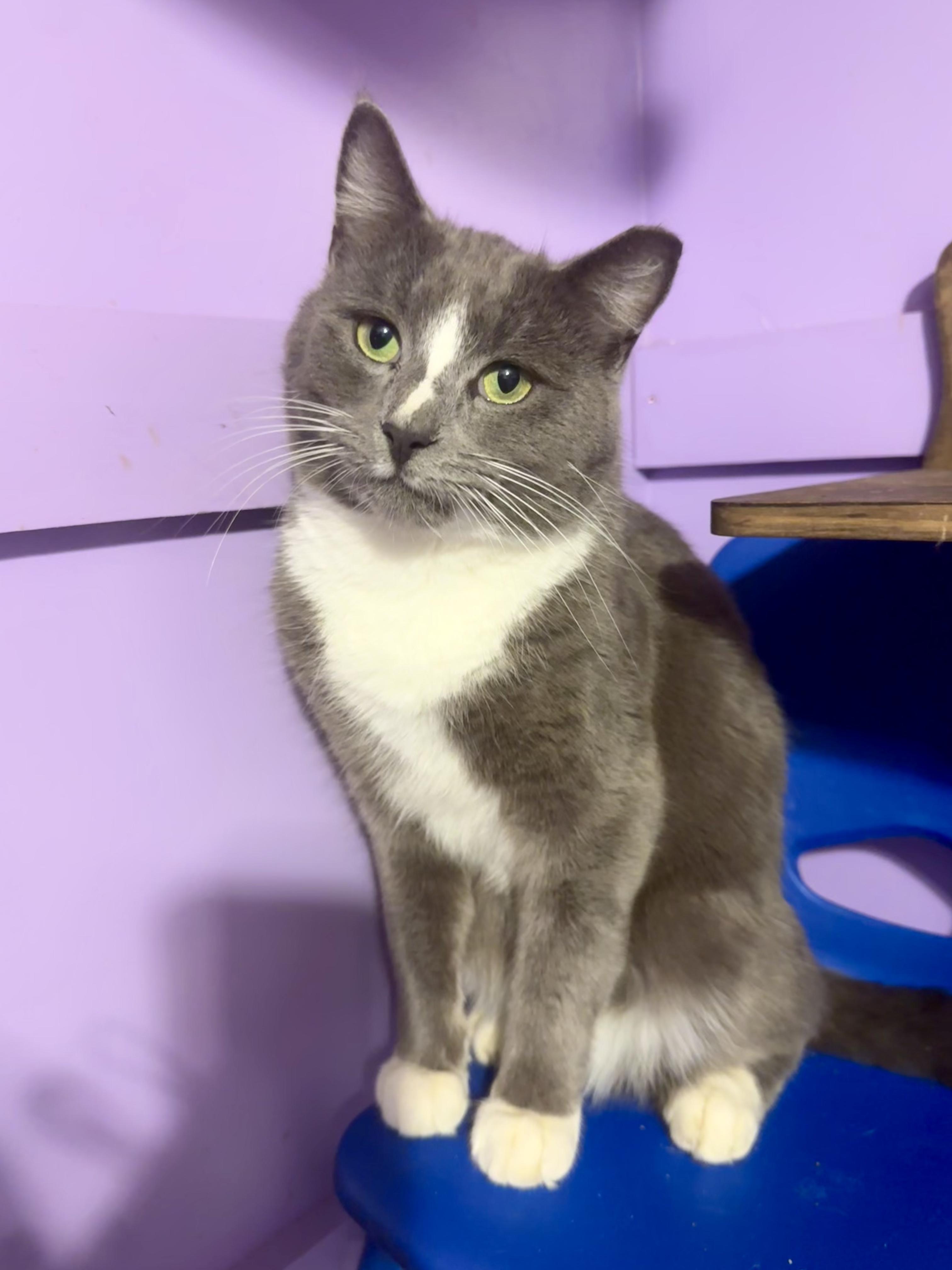 Enlarge Iggy (Certified People Cat), a Adoptable mixed breed in Decatur, GA image 4/6