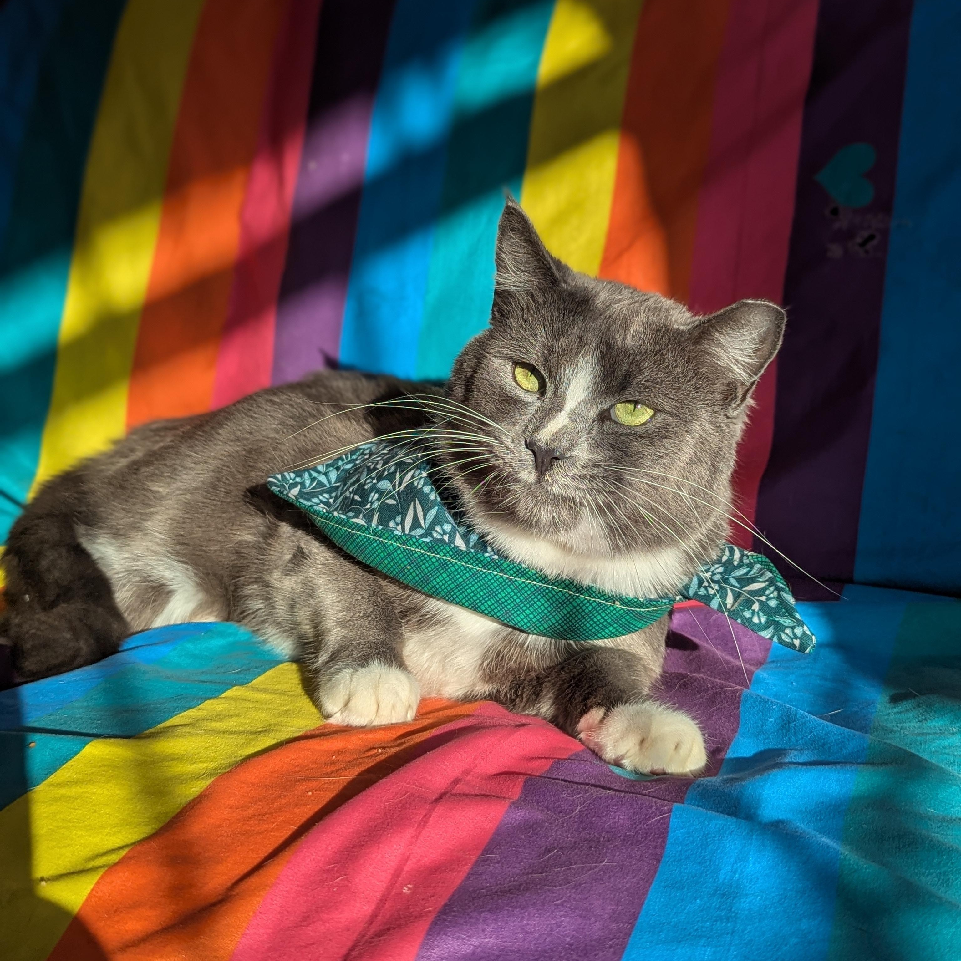 Enlarge Iggy (Certified People Cat), a Adoptable mixed breed in Decatur, GA image 2/6