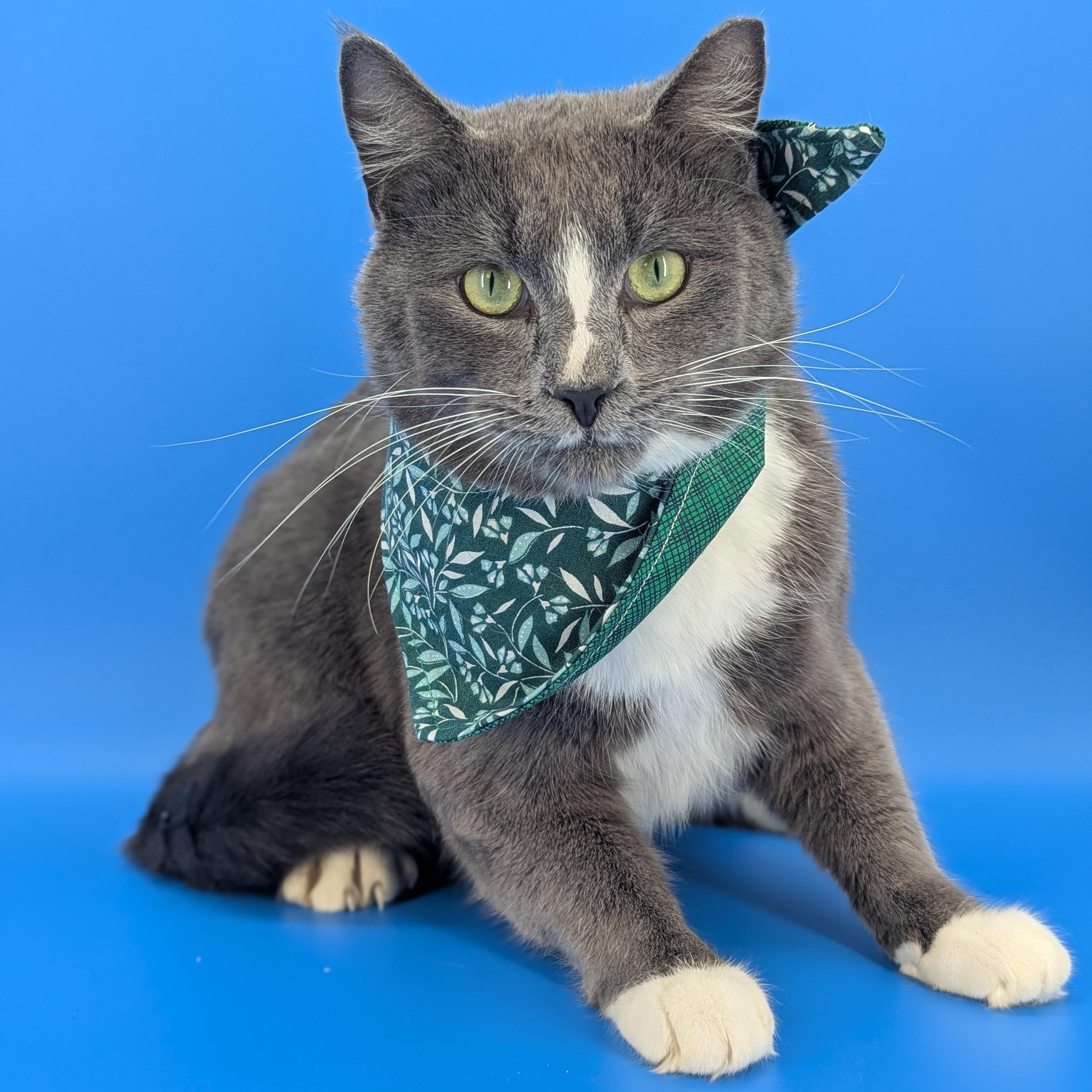 Enlarge Iggy (Certified People Cat), a Adoptable mixed breed in Decatur, GA image 1/6
