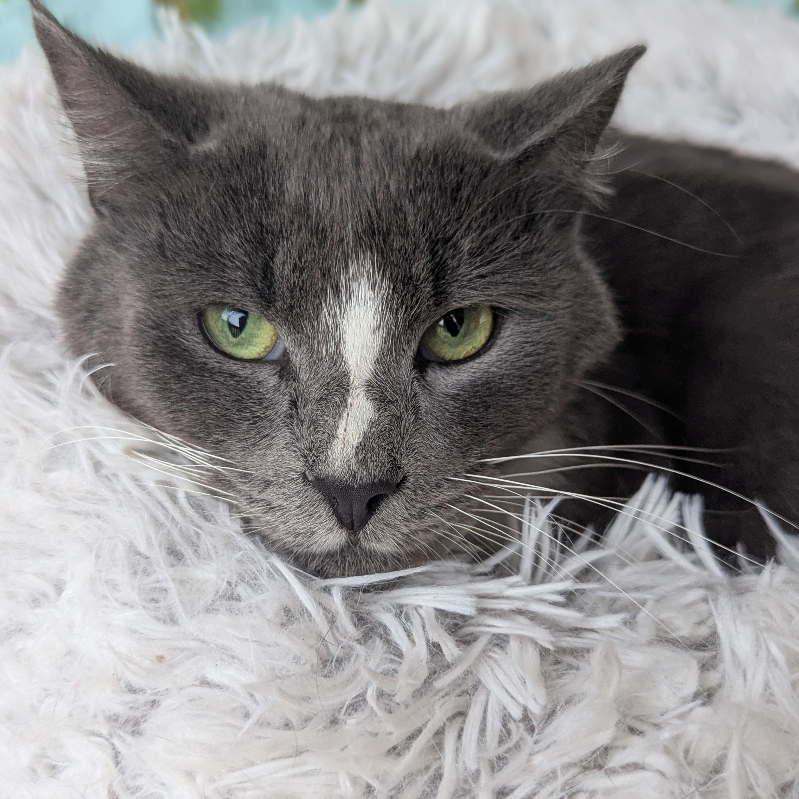 Enlarge Iggy (Certified People Cat), a Adoptable mixed breed in Decatur, GA image 6/6