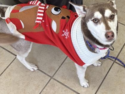 Enlarge Stormy, a Adoptable mixed breed in East Brookfield, MA image 1/3