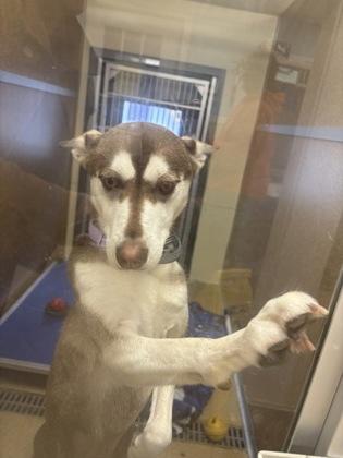 Enlarge Stormy, a Adoptable mixed breed in East Brookfield, MA image 2/3