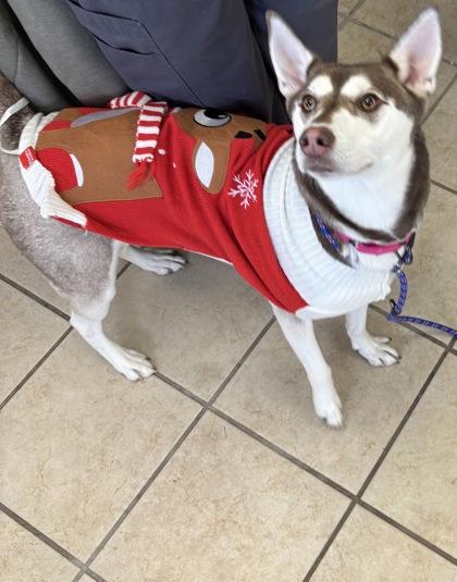 Enlarge Stormy, a Adoptable mixed breed in East Brookfield, MA image 3/3