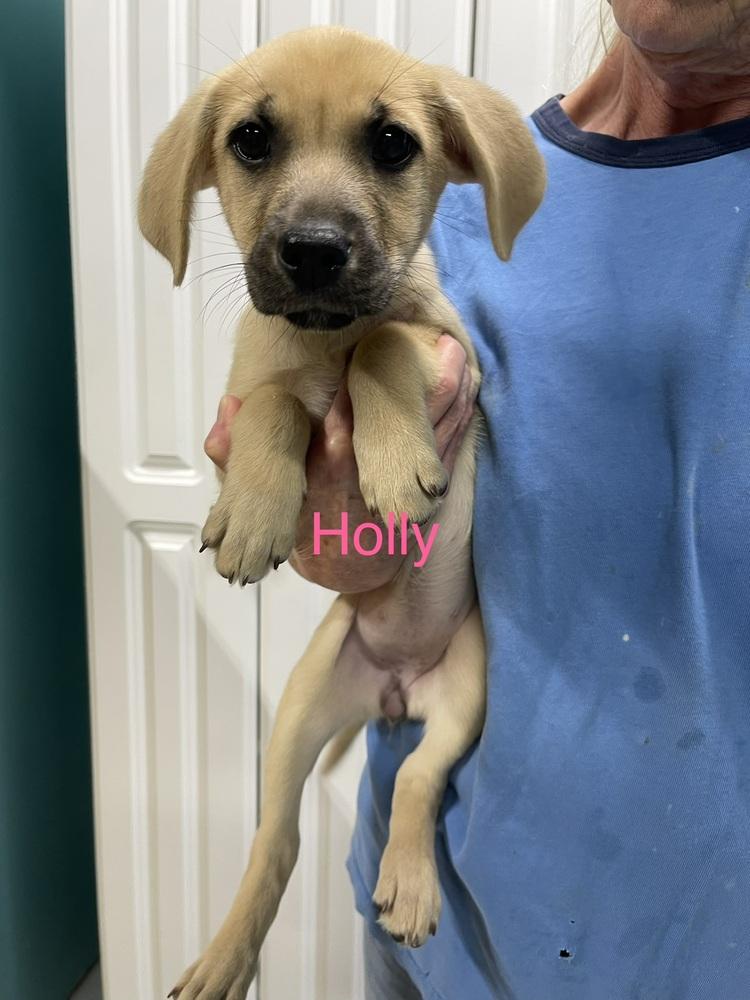 Enlarge Holly, a Adoptable mixed breed in Chattanooga, TN image 1/3