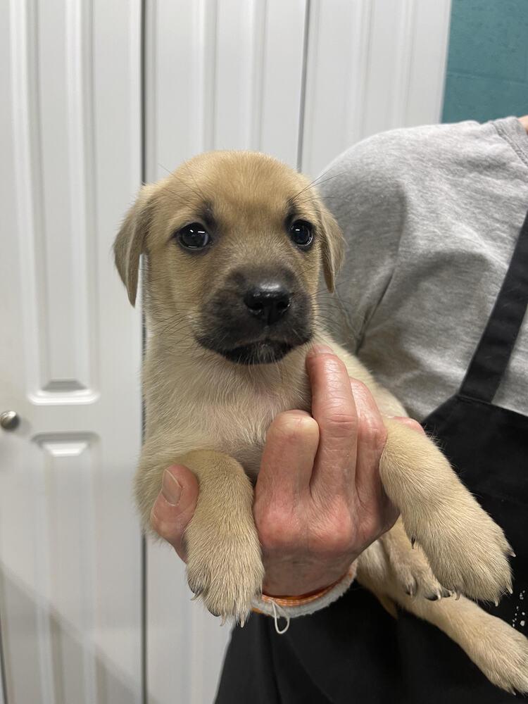 Enlarge Holly, a Adoptable mixed breed in Chattanooga, TN image 2/3