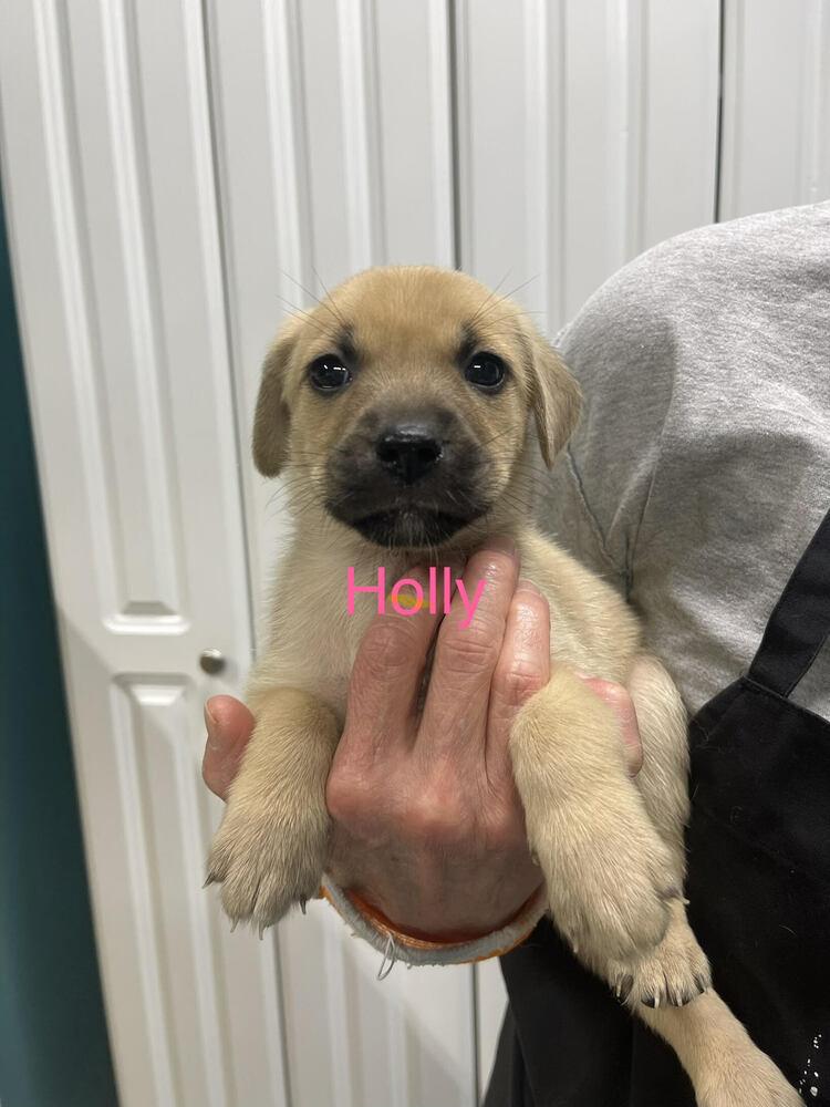 Enlarge Holly, a Adoptable mixed breed in Chattanooga, TN image 3/3