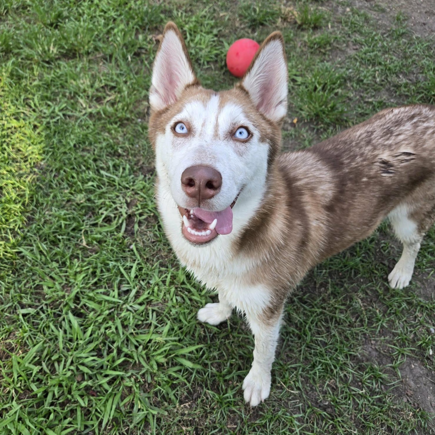 Enlarge Layla, a Adopted Siberian Husky in Houma, LA image 2/2