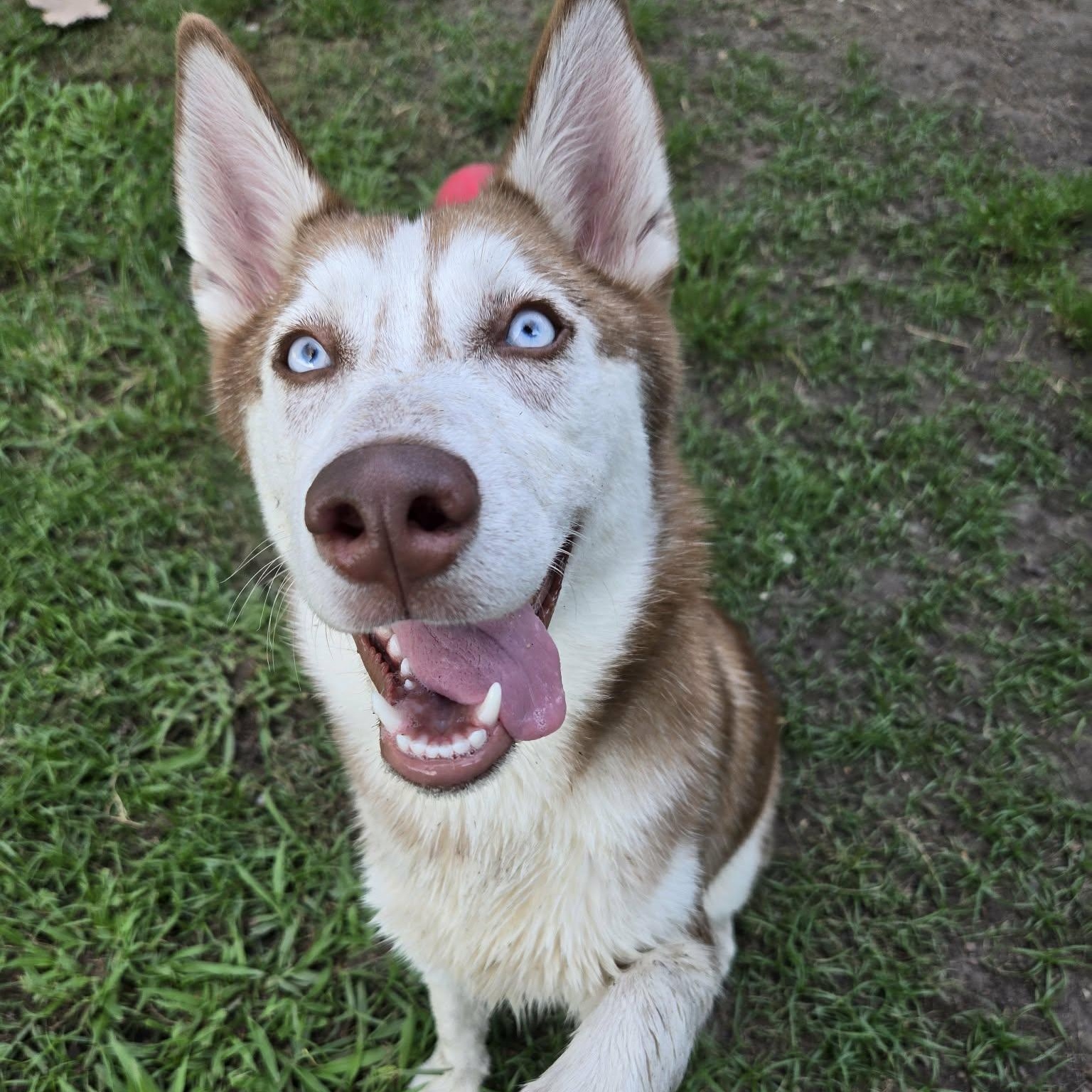 Layla, Adopted, Adult Female Siberian Husky.