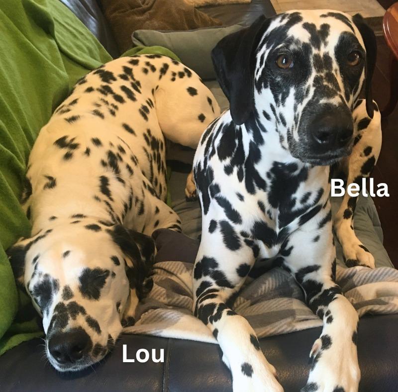 Enlarge Bella / Lou, a Adoptable Dalmatian in Minneapolis, MN image 1/6