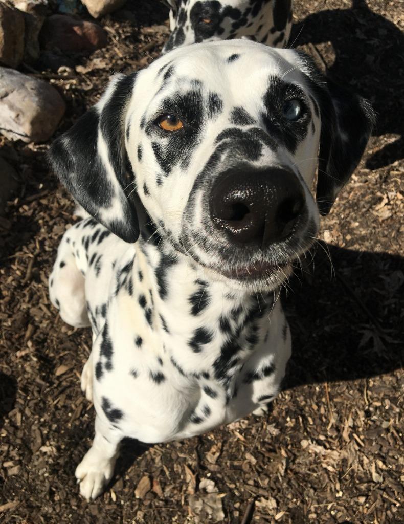 Enlarge Bella / Lou, a Adoptable Dalmatian in Minneapolis, MN image 2/6