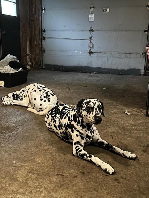 Bella / Lou, a Adoptable Dalmatian in Minneapolis, MN image 1/6
