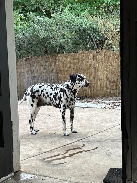 Bella / Lou, a Adoptable Dalmatian in Minneapolis, MN image 2/6