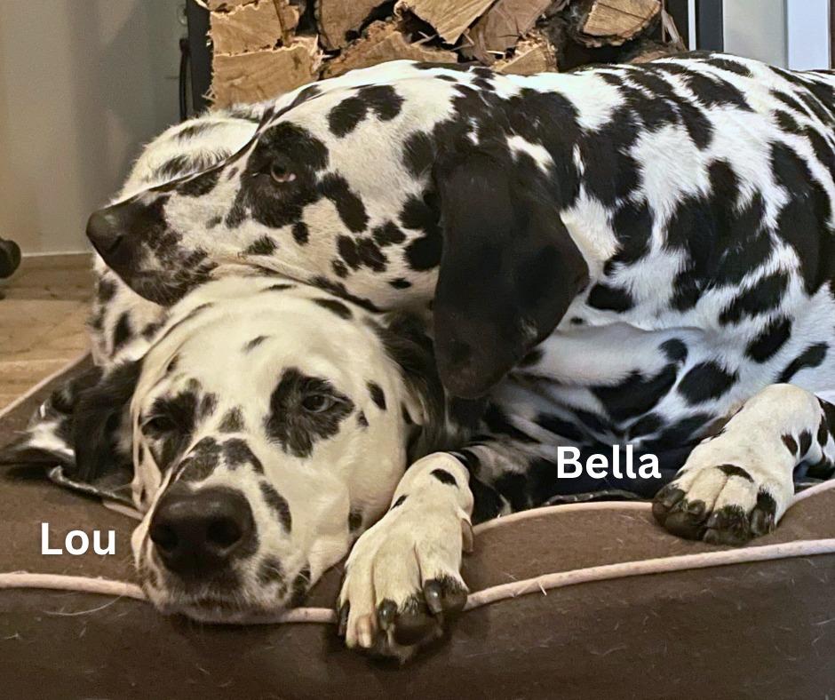 Enlarge Bella / Lou, a Adoptable Dalmatian in Minneapolis, MN image 4/6