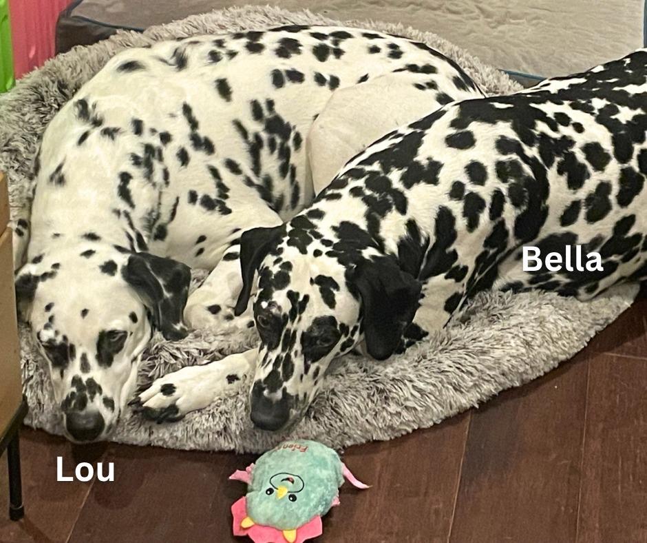 Enlarge Bella / Lou, a Adoptable Dalmatian in Minneapolis, MN image 5/6