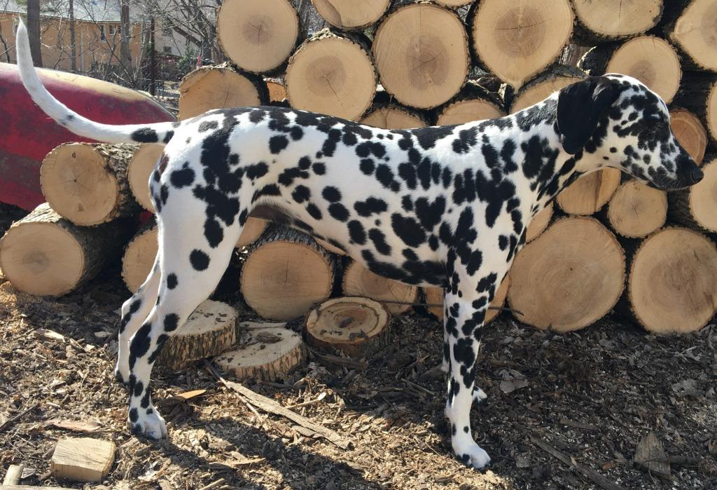 Enlarge Bella / Lou, a Adoptable Dalmatian in Minneapolis, MN image 6/6