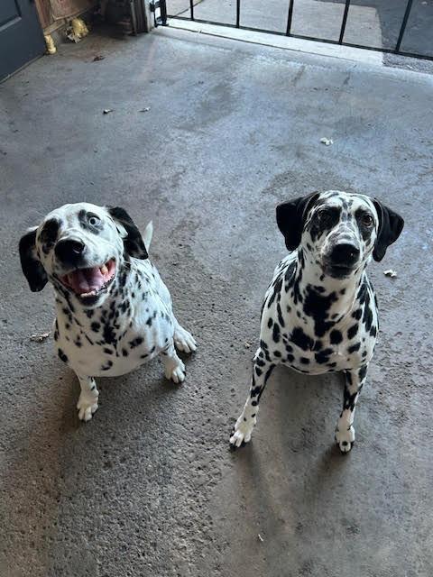 Bella / Lou, a Adoptable Dalmatian in Minneapolis, MN image 6/6