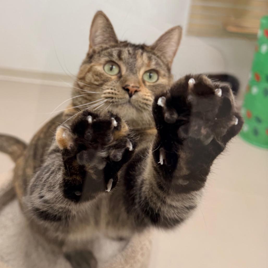 Enlarge Cutie, a Adoptable Domestic Short Hair in Champaign, IL image 1/4