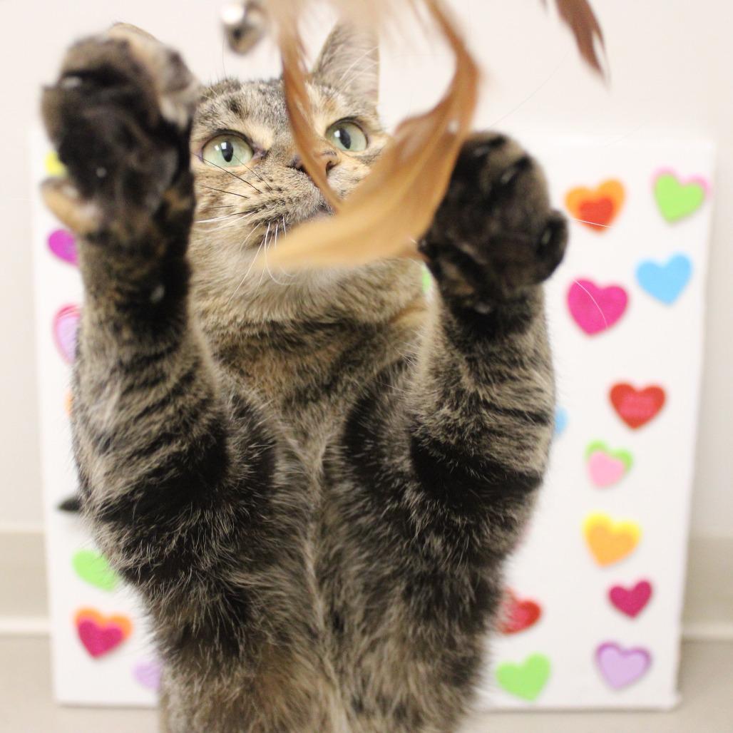 Cutie, Adoptable, Adult Female Domestic Short Hair.