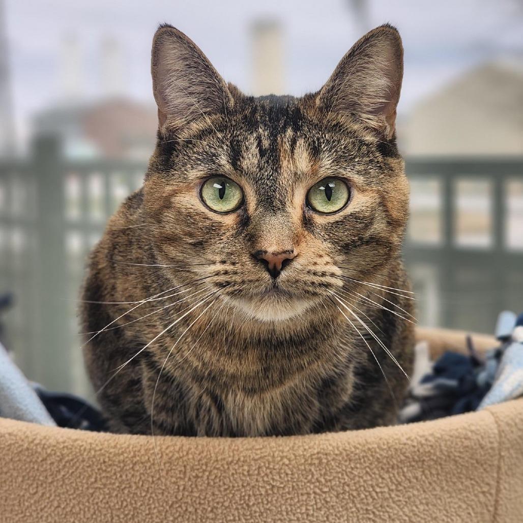 Enlarge Cutie, a Adoptable Domestic Short Hair in Champaign, IL image 2/4