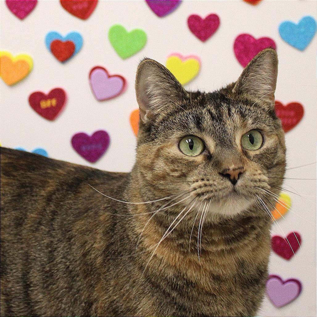 Enlarge Cutie, a Adoptable Domestic Short Hair in Champaign, IL image 4/6