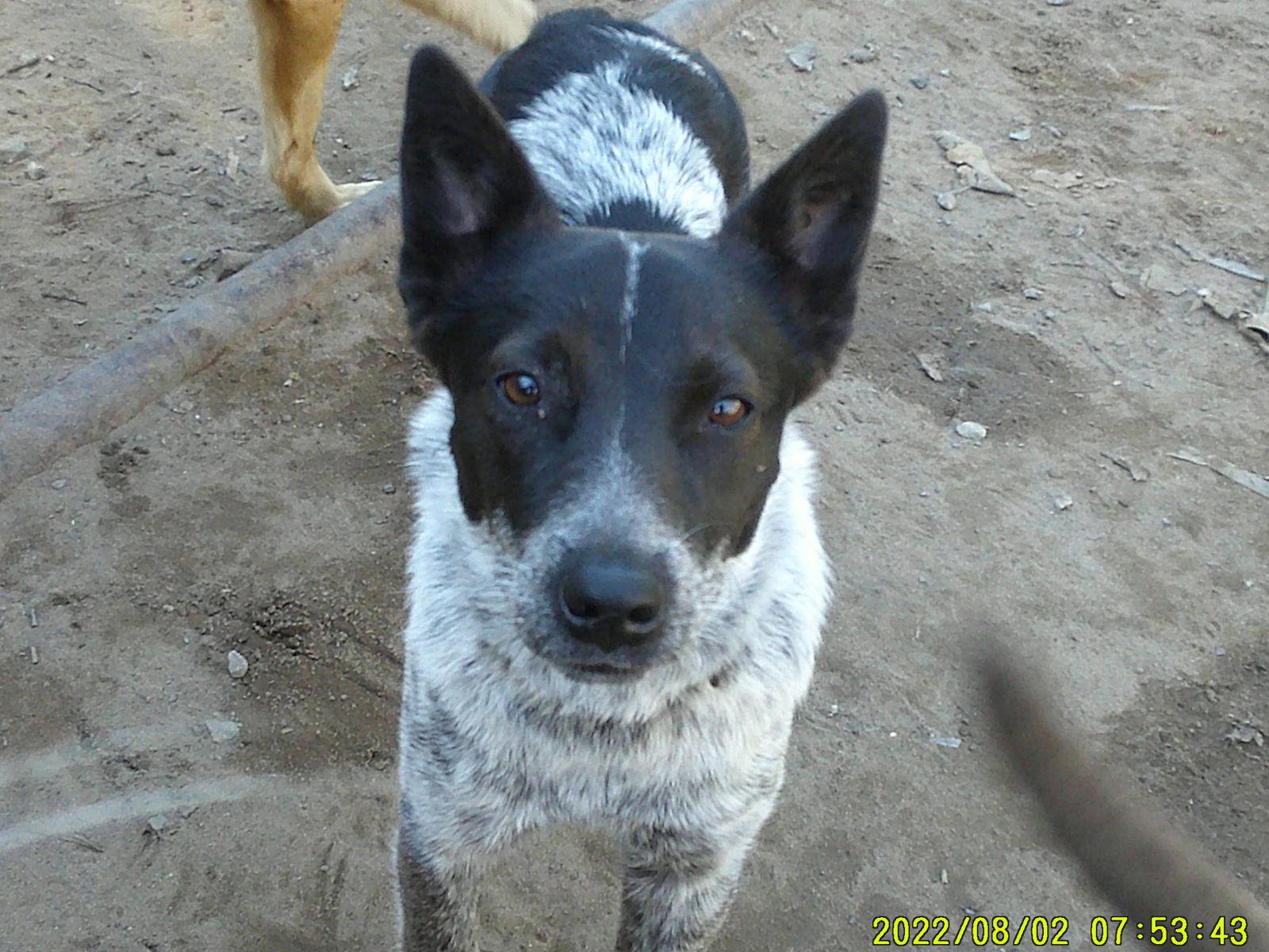 Razzel Dazzel, Adopted, Young Female Australian Cattle Dog / Blue Heeler.