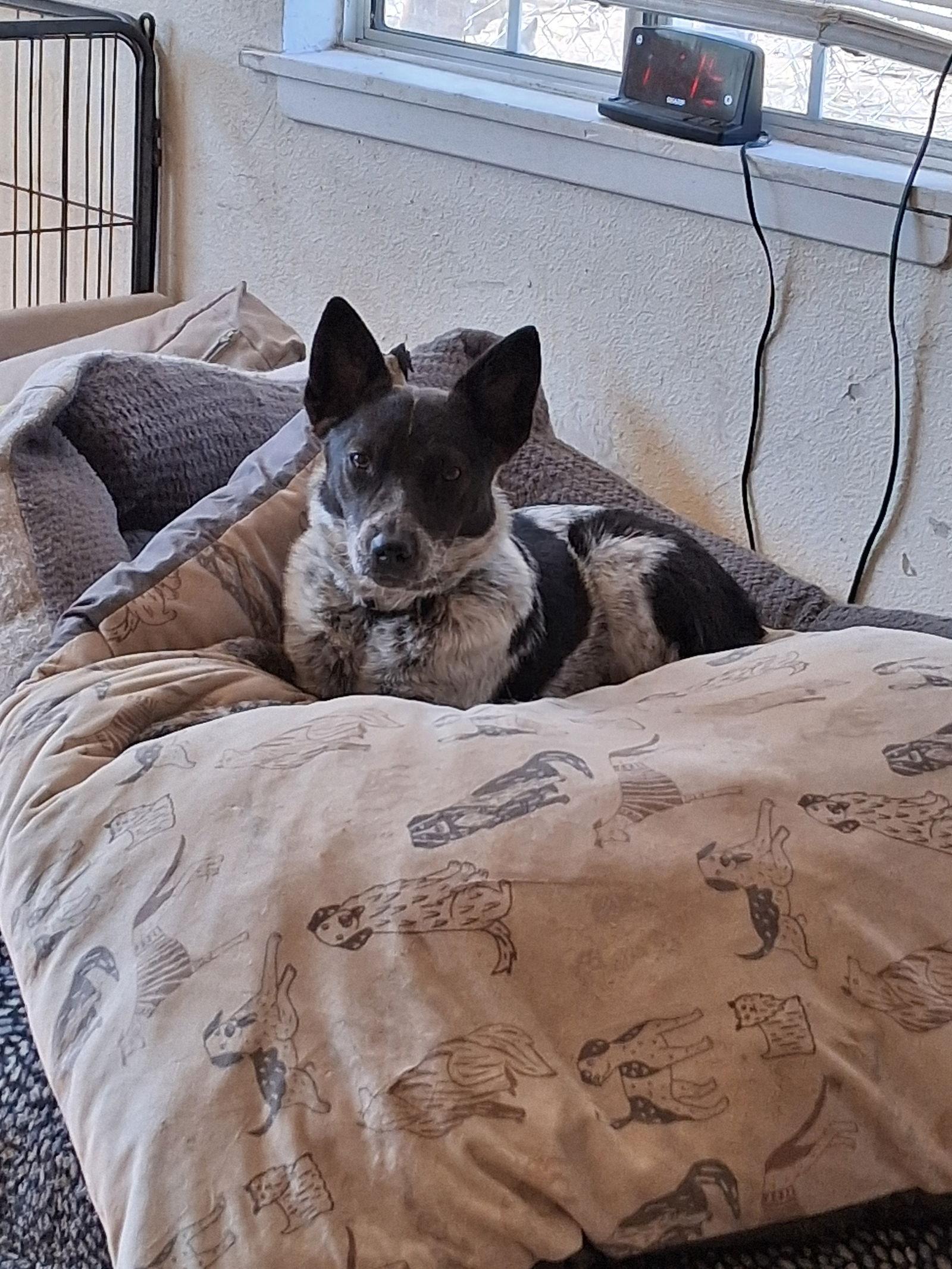 Razzel Dazzel, a Adopted Australian Cattle Dog / Blue Heeler in San Juan Bautista, CA image 2/5