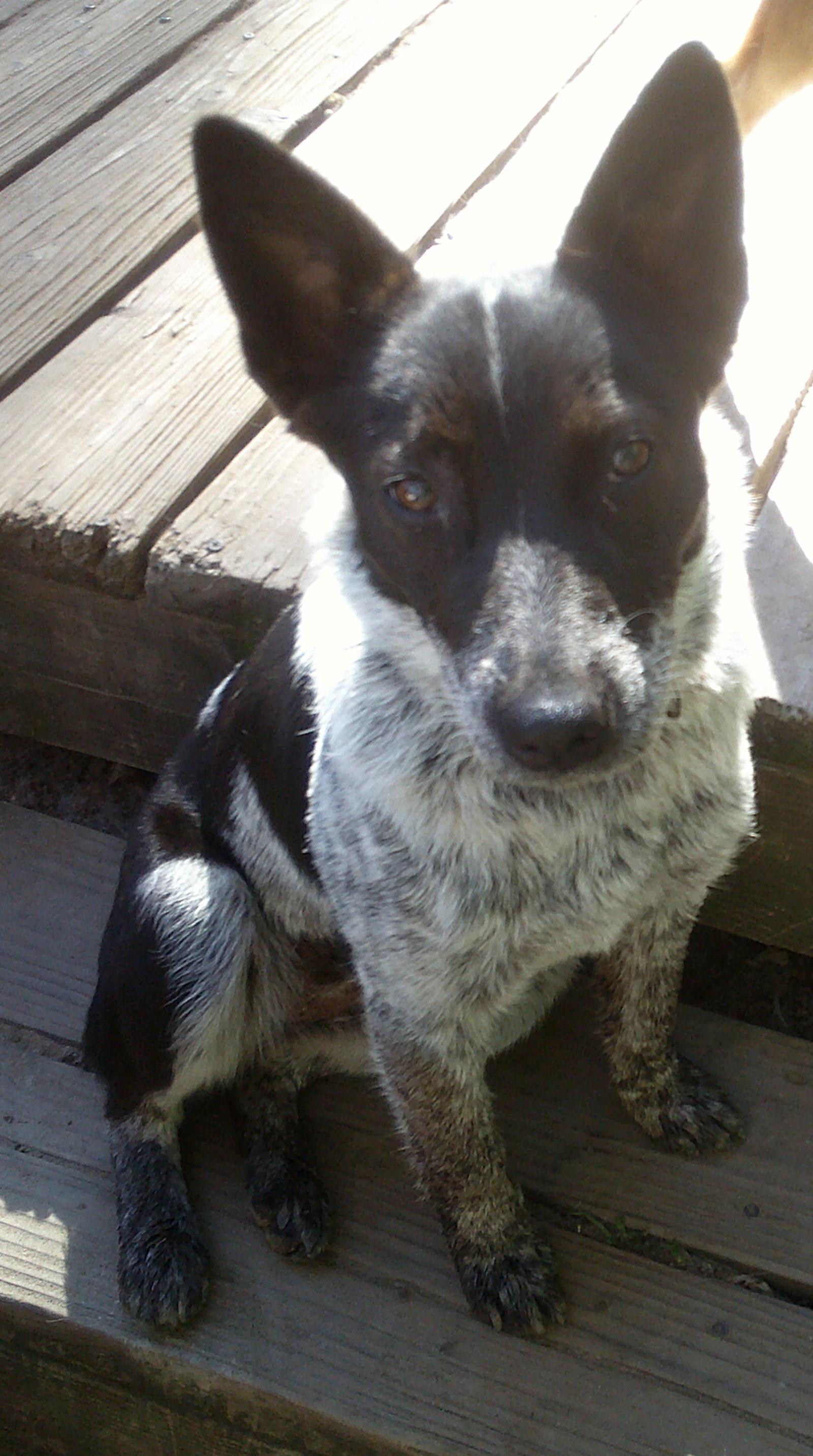 Razzel Dazzel, Adopted, Young Female Australian Cattle Dog / Blue Heeler.