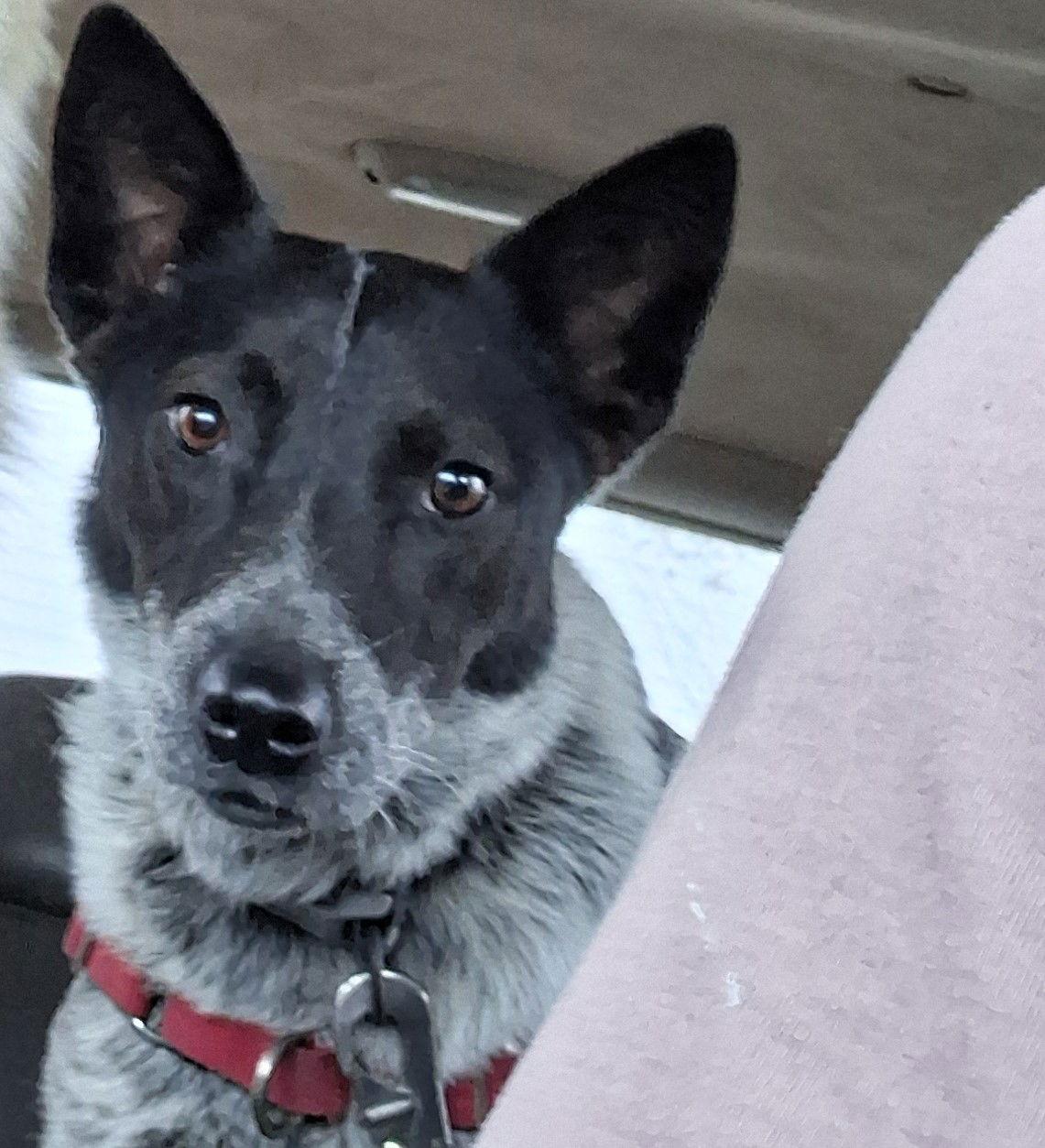 Razzel Dazzel, a Adopted Australian Cattle Dog / Blue Heeler in San Juan Bautista, CA image 4/5