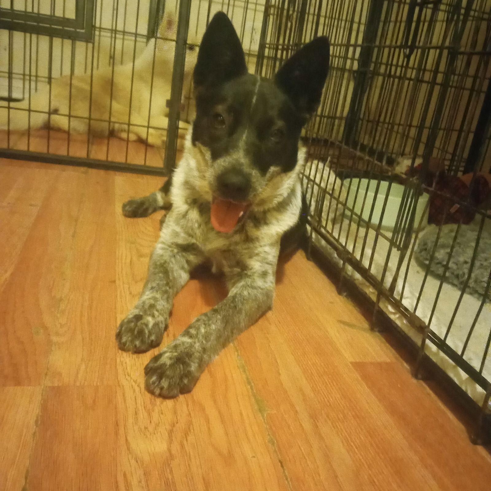 Razzel Dazzel, a Adopted Australian Cattle Dog / Blue Heeler in San Juan Bautista, CA image 5/5