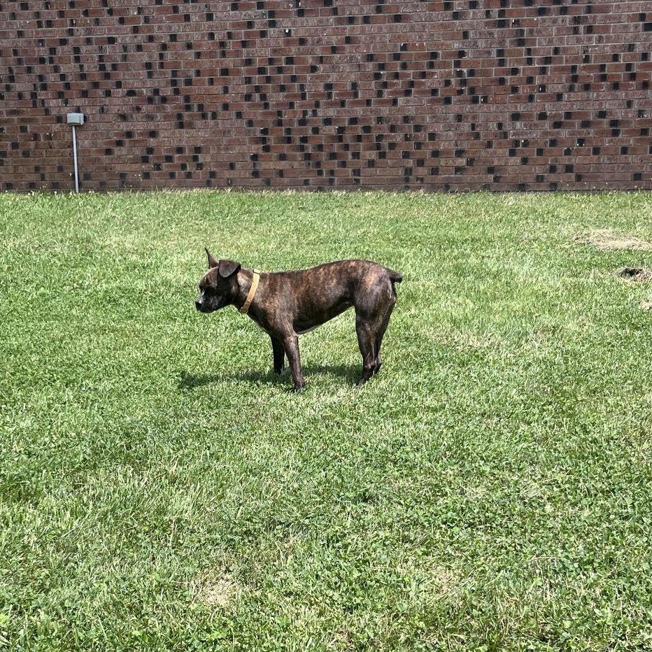 Enlarge Servatti, a Adopted mixed breed in West Jefferson, OH image 3/3