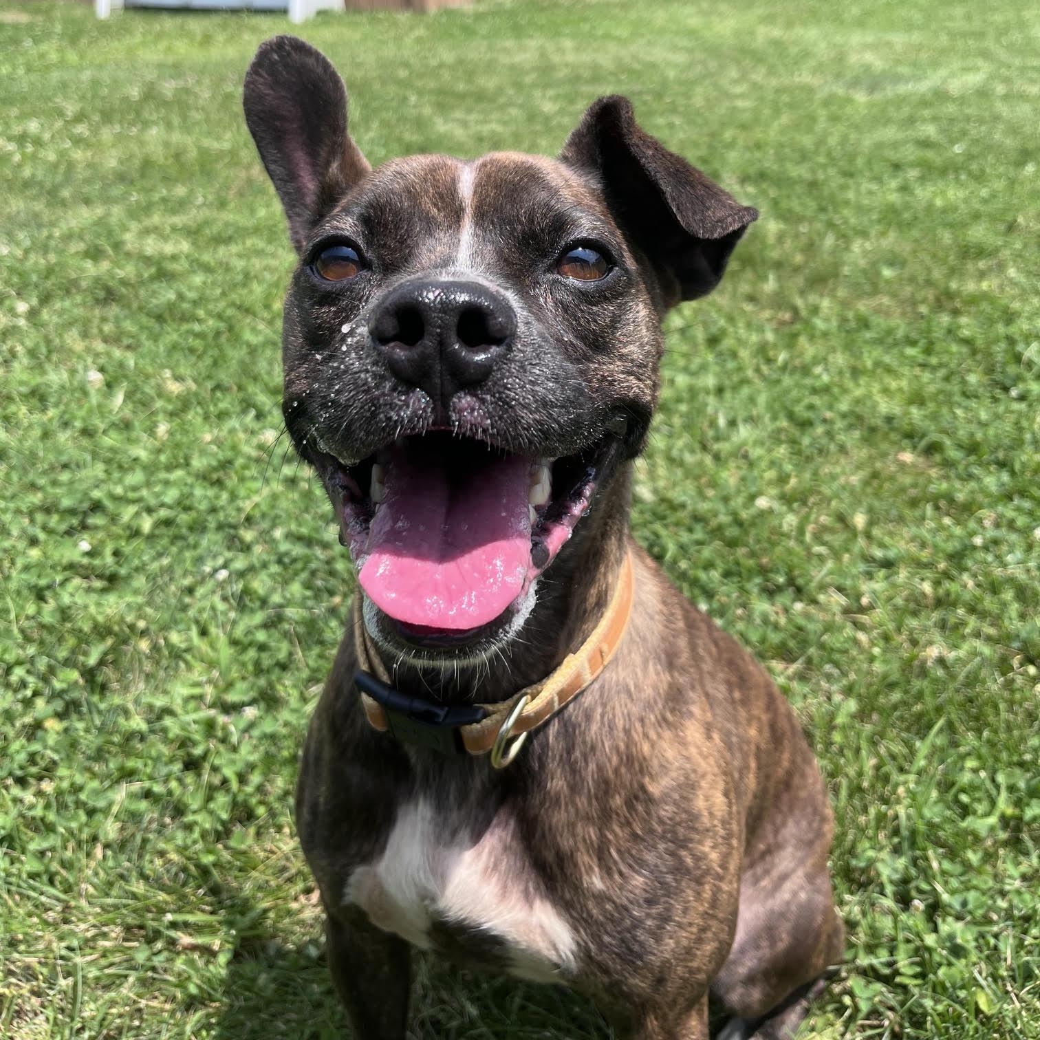 Enlarge Servatti, a Adopted mixed breed in West Jefferson, OH image 2/3