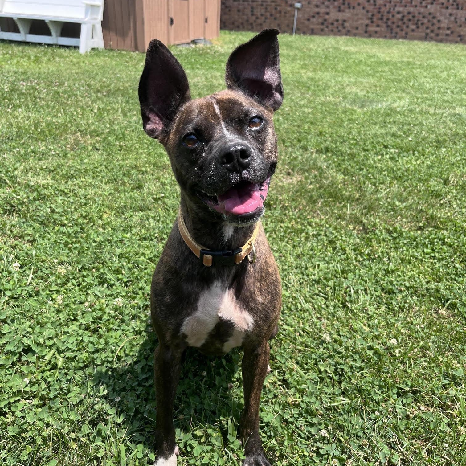 Enlarge Servatti, a Adopted mixed breed in West Jefferson, OH image 1/3