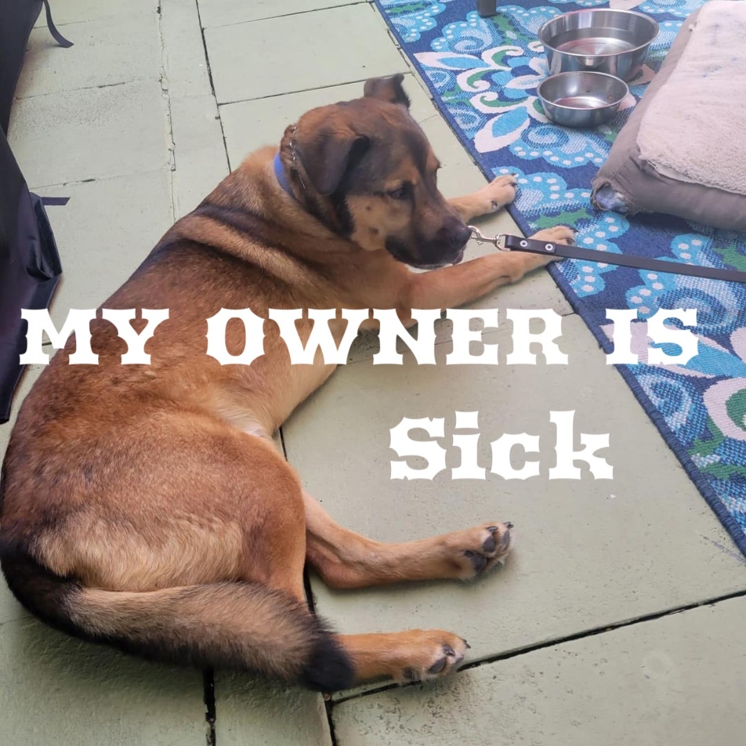 Buddy, a Adoptable Shepherd in Coral Springs, FL image 1/3