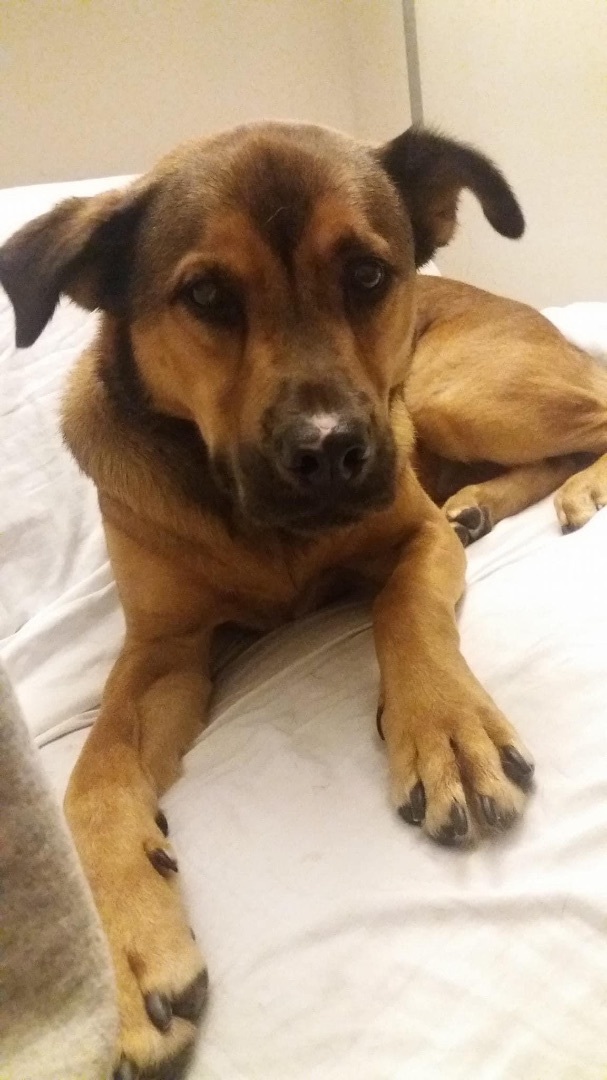 Buddy, a Adoptable Shepherd in Coral Springs, FL image 2/3